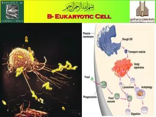 B- Eukaryotic Cell