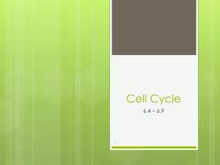 cell cycle